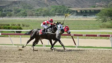 Yegua que puede sorprender en el 5y6 reaparece después de 49 días sin correr Yegua que puede sorprender en el 5y6 reaparece después de 49 días sin correr