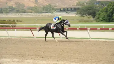 Hijo de Jupiter Pluvius reaparece en La Rinconada luego de 70 días sin correr Hijo de Jupiter Pluvius reaparece en La Rinconada luego de 70 días sin correr