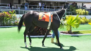 Debuta hijo de un Campeón invicto que hizo campaña en La Rinconada Debuta hijo de un Campeón invicto que hizo campaña en La Rinconada