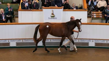 El Amo Racing pagó más de $6.000.000 de dólares por una hija de Frankel en las ventas Tattersalls