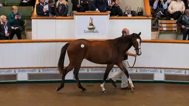 El Amo Racing pagó más de $6.000.000 de dólares por una hija de Frankel en las ventas Tattersalls El Amo Racing pagó más de $6.000.000 de dólares por una hija de Frankel en las ventas Tattersalls