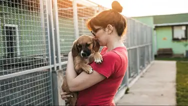 Huracán Milton: Refugios que Aceptan Mascotas en Florida Huracán Milton: Refugios que Aceptan Mascotas en Florida
