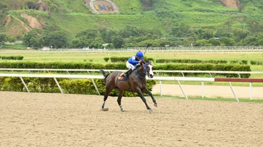 Caballo que siempre han tenido por bueno ajusta bien y pudiera tumbar una torre
