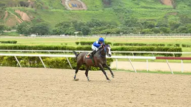 Caballo que siempre han tenido por bueno ajusta bien y pudiera tumbar una torre Caballo que siempre han tenido por bueno ajusta bien y pudiera tumbar una torre