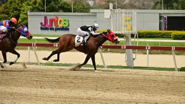 Potro que de ganar tumbaría todos los cuadros ajusta bien en La Rinconada Potro que de ganar tumbaría todos los cuadros ajusta bien en La Rinconada