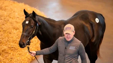 Hijo de Wootton Bassett alcanza precio récord en la historia europea para un yearling