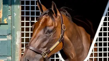 Estas son las yeguas clasificadas a la Breeders´Cup Distaff de 2024 Estas son las yeguas clasificadas a la Breeders´Cup Distaff de 2024