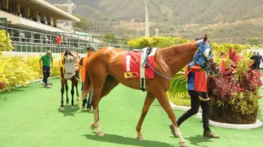 Siete potrillos se medirán en el Clásico Albert H. Cipriani en La Rinconada Siete potrillos se medirán en el Clásico Albert H. Cipriani en La Rinconada