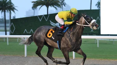 Emisael Jaramillo abrochado con 19 montas que incluyen un stakes en Gulfstream Park