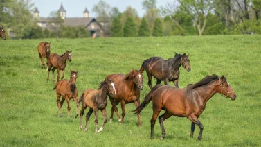 WinStar Farm anuncia los nuevos sementales para la temporada 2025 
