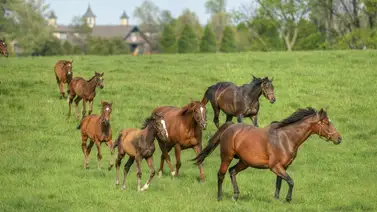 WinStar Farm anuncia los nuevos sementales para la temporada 2025 WinStar Farm anuncia los nuevos sementales para la temporada 2025