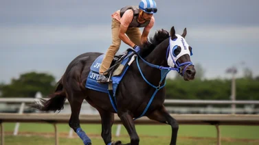 Así trabajaron los potros de José Francisco D´Angelo antes de partir a las Breeders´Cup