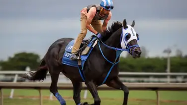 Así trabajaron los potros de José Francisco D´Angelo antes de partir a las Breeders´Cup Así trabajaron los potros de José Francisco D´Angelo antes de partir a las Breeders´Cup