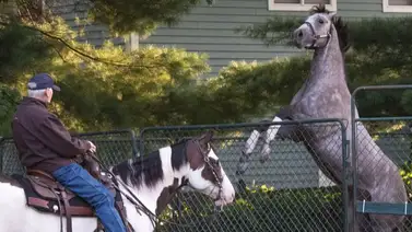 Ganador del Preakness Stakes correrá en la Breeders' Cup Dirt Mile Ganador del Preakness Stakes correrá en la Breeders' Cup Dirt Mile