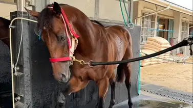 Conozca los 19 ejemplares japoneses que invadirán California para las Breeders'Cup Conozca los 19 ejemplares japoneses que invadirán California para las Breeders'Cup