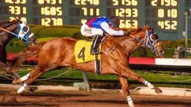 Potranca de 2 años es sacrificada luego de lograr su primer triunfo en Estados Unidos Potranca de 2 años es sacrificada luego de lograr su primer triunfo en Estados Unidos