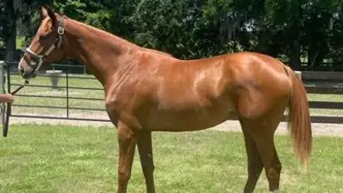Hija de Gun Runner de $1.000.000 debuta en Keeneland con jockey boricua Hija de Gun Runner de $1.000.000 debuta en Keeneland con jockey boricua