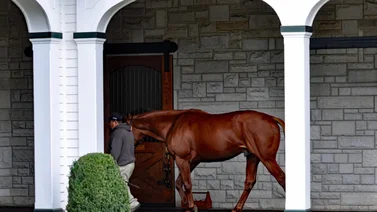 Into Mischief vuelve a liderar la nómina de sementales de Spendthriff Farm en el 2025