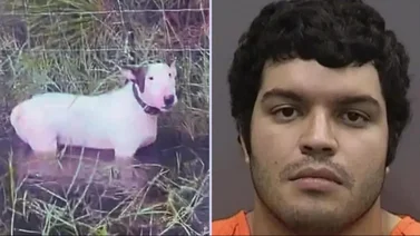 Arrestan a hombre por crueldad animal tras abandonar a su perro durante el huracán Milton