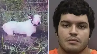 Arrestan a hombre por crueldad animal tras abandonar a su perro durante el huracán Milton Arrestan a hombre por crueldad animal tras abandonar a su perro durante el huracán Milton