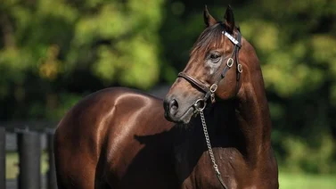 Darley America da a conocer el costo del salto de Codys' Wish en el 2025