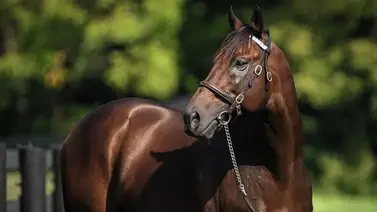 Darley America da a conocer el costo del salto de Codys' Wish en el 2025 Darley America da a conocer el costo del salto de Codys' Wish en el 2025