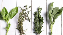 Cultiva tu propio jardín saludable con estas plantas medicinales 