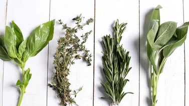 Cultiva tu propio jardín saludable con estas plantas medicinales 