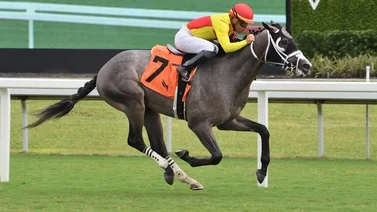 Edgar Pérez hace vibrar la taquilla con gran dividendo en la jornada inicial en Gulfstream Park