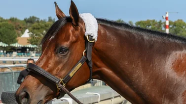 Caballo favorito quedaría fuera de la Breeders'Cup Dirt Mile por esta razón