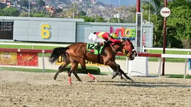 Yegua que siempre han tenido por buena reaparece y es una posible línea de la R41 Yegua que siempre han tenido por buena reaparece y es una posible línea de la R41