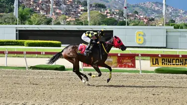 Yegua que en su última era gran favorita, y ahora no está dentro de las cotizadas, reaparece luego de 84 días Yegua que en su última era gran favorita, y ahora no está dentro de las cotizadas, reaparece luego de 84 días