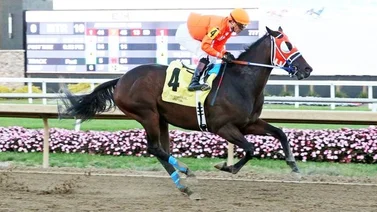 Champions Day con 12 carreras selectivas este sábado 26 de octubre