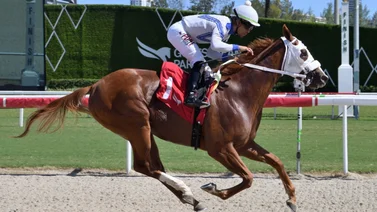 Jockey venezolano sorprende con doblete y llega a cifra redonda de victorias en el año