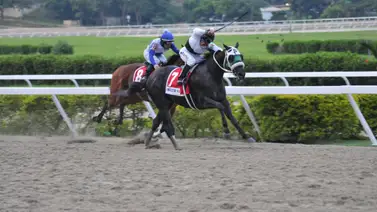 Campeón del Caribe comanda ejemplares mexicanos a la Serie Hípica del Caribe Campeón del Caribe comanda ejemplares mexicanos a la Serie Hípica del Caribe
