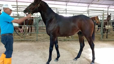 Unicría presentó con éxito Yearlings 2024 en el Club Hípico de Caracas