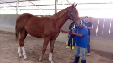 Haras Alegría con seis ejemplares en la presentación de Yearlings 2024