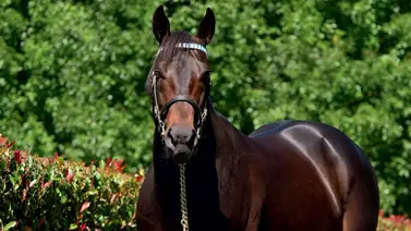 Haras Margarita presenta yearlings de semental hijo de un ganador del Preakness Stakes Haras Margarita presenta yearlings de semental hijo de un ganador del Preakness Stakes