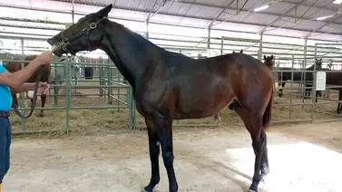Haras Bello Monte estuvo presente con cinco yearlings en el Club Hípico de Caracas Haras Bello Monte estuvo presente con cinco yearlings en el Club Hípico de Caracas