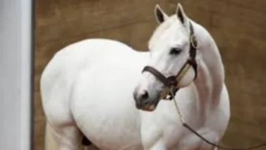 Haras La Alameda llevó nieto de Tapit en la presentación de yearlings 2024