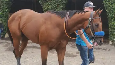 Compran como reproductor al potro de Baffert favorito en la Breeders´Cup Dirt Mile Compran como reproductor al potro de Baffert favorito en la Breeders´Cup Dirt Mile