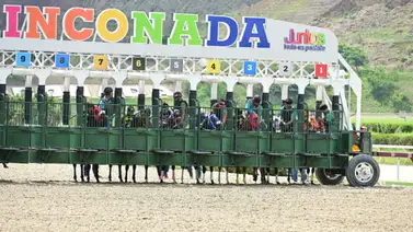 Potro que hace su debut ajusta contenido y muy bien para la carrera Potro que hace su debut ajusta contenido y muy bien para la carrera