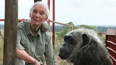 Fallece Jane Goodall: La voz de los primates en el mundo