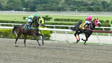 Ajuste contenido y libre de tropiezos esta yegua debe ser número puesto en el 5y6 en La Rinconada Ajuste contenido y libre de tropiezos esta yegua debe ser número puesto en el 5y6 en La Rinconada