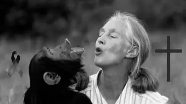 ¿De qué falleció Jane Goodall, defensora de los chimpancés a los 91 años? 