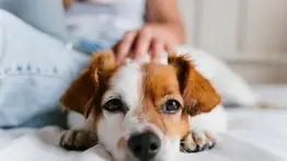 Anuncian jornada veterinaria integral en dos ubicaciones de Caracas (+Detalles)