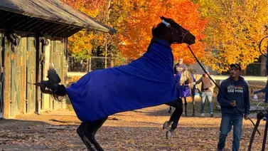 Mira la revelación del entrenador de Thorpedo Anna luego de su actuación en Keeneland Mira la revelación del entrenador de Thorpedo Anna luego de su actuación en Keeneland