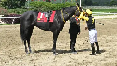 La rival a vencer: Brown Sugar busca consolidar su dominio en el Clásico Ezequiel Zamora (GIII) La rival a vencer: Brown Sugar busca consolidar su dominio en el Clásico Ezequiel Zamora (GIII)