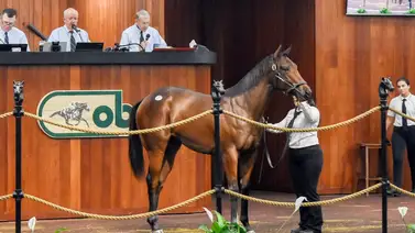 Hija de Mo Donegal fue la más costosa en la primera sesión de la Venta de Yearlings de octubre Hija de Mo Donegal fue la más costosa en la primera sesión de la Venta de Yearlings de octubre