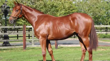 Hijo de Sea The Star fue vendido por más de 5 millones de dólares en el primer día del Tattersalls Hijo de Sea The Star fue vendido por más de 5 millones de dólares en el primer día del Tattersalls